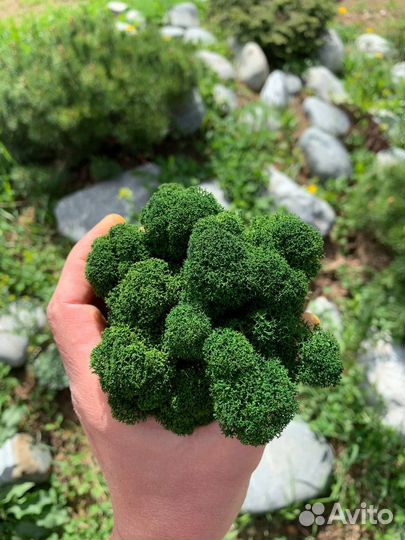 Стабилизированный Мох: Большой выбор цветов, 500г