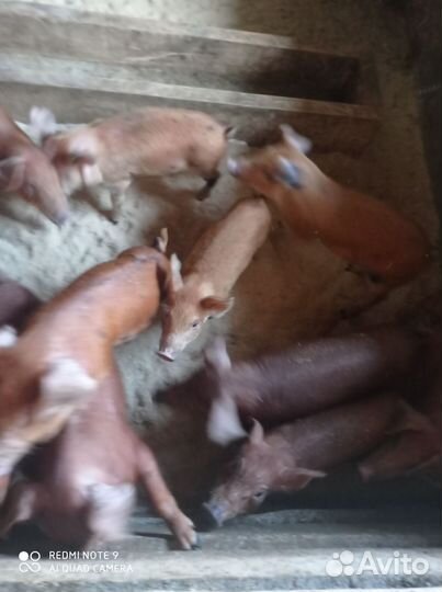 Поросята
