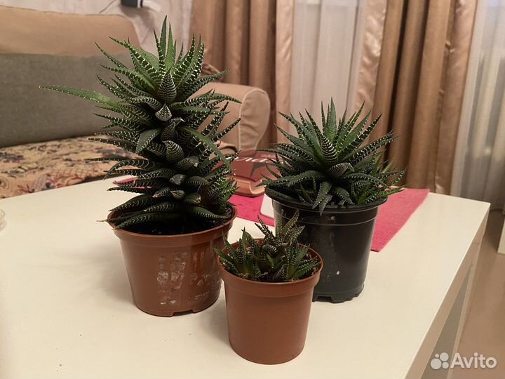 Суккуленты