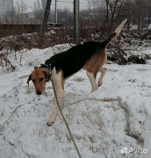 Русская гончая
