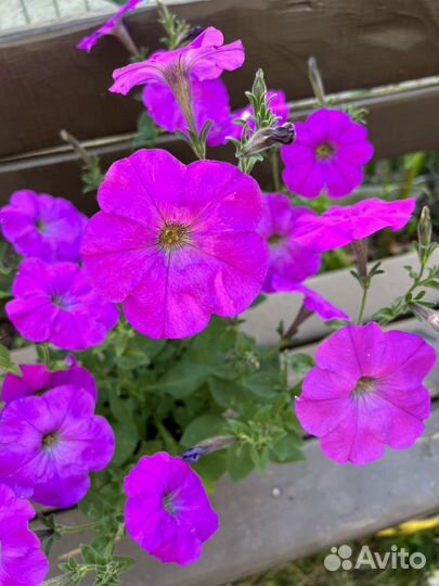 Петуния в кашпо