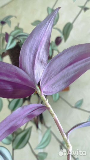 Традесканция Зебрина домой или в офис