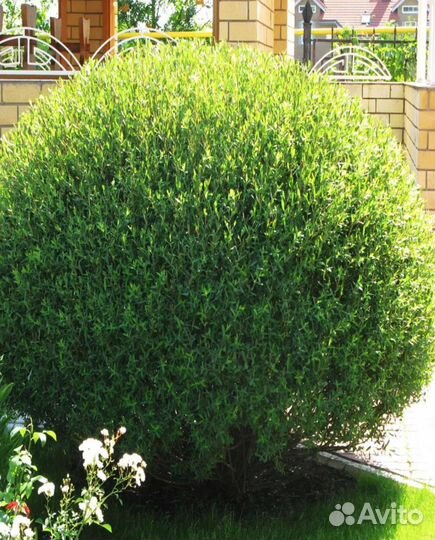 Ива пурпурная Нана