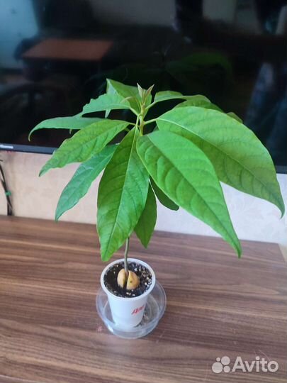 Комнатные растения цветы