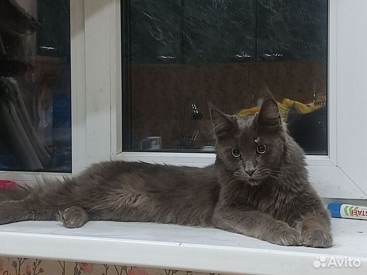 Кошки майкун