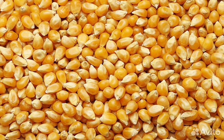 Продам кукурузу