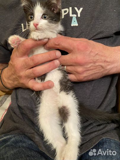 Найденыш Лизонька в поисках дома