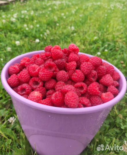 Саженцы малины