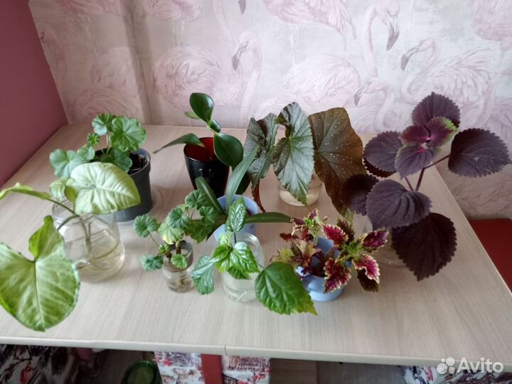 Комнатные цветы отростки