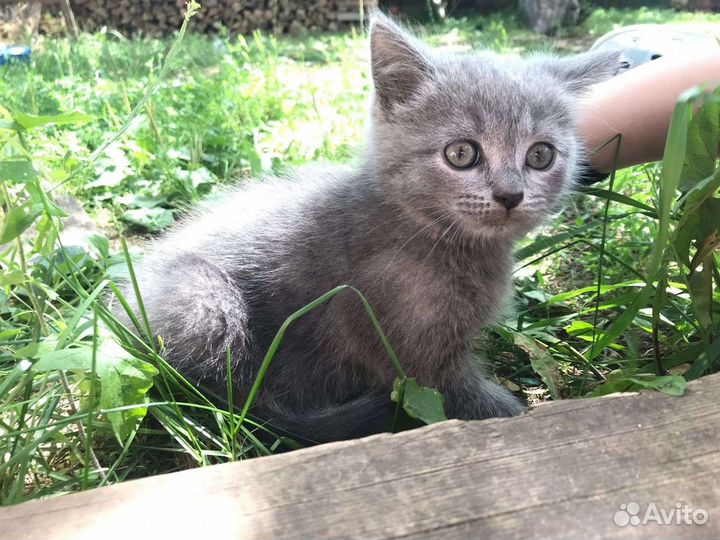 Кошка в дар бесплатно