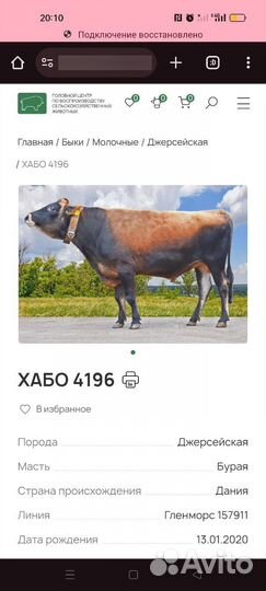 Джерсийская телка