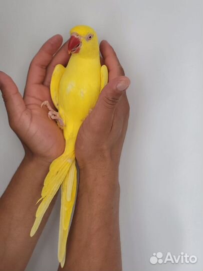 Ожереловый попугай