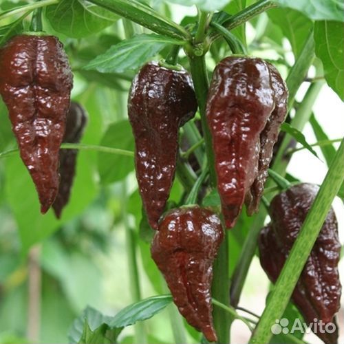 Перцы острые разных сортов