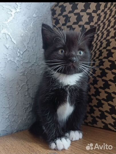 Котята