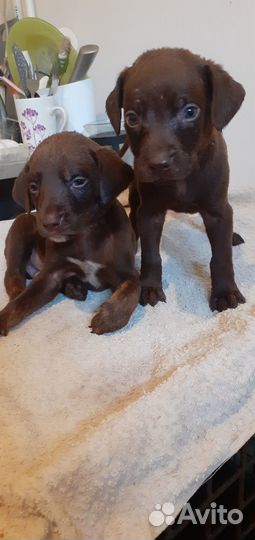 Курцхаар щенки