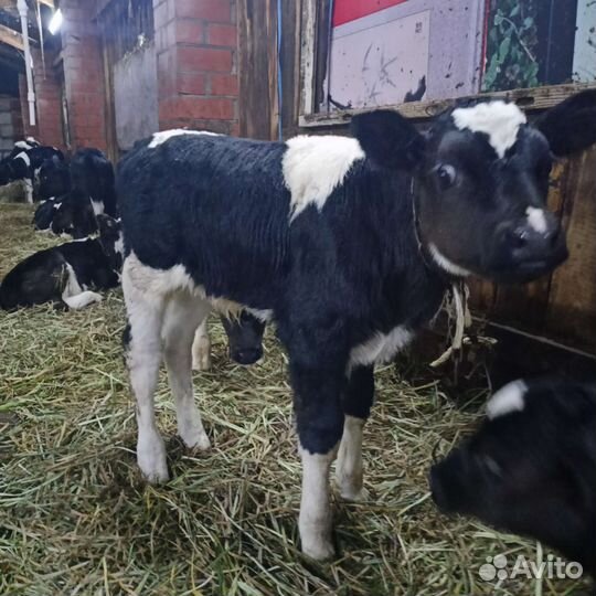 Телята бычки