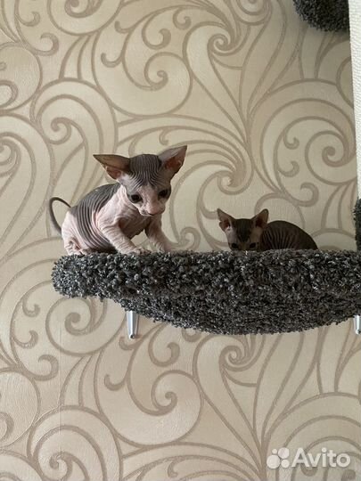 Донской сфинкс котята