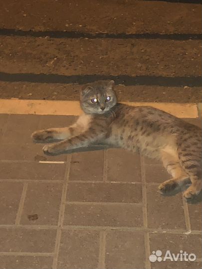 Нашли кошку