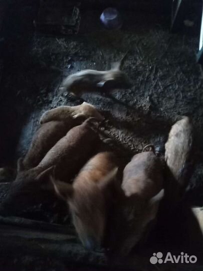 Поросята дюрок+мангалица