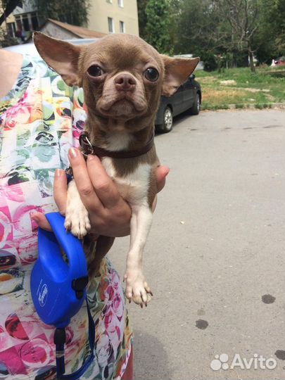 Вязка кобели чихуахуа