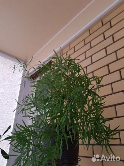 Аспарагус серповидный