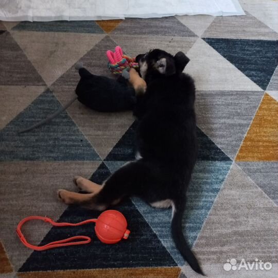 Щенок в добрые руки бесплатно