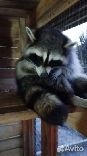 Экзотические животные