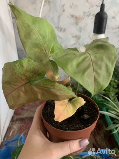 Комнатные растения