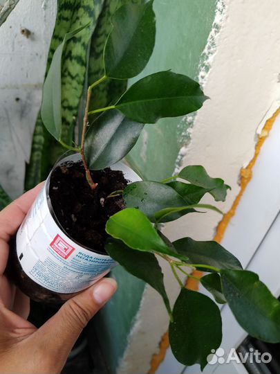 Фикус бенджамина экзотика