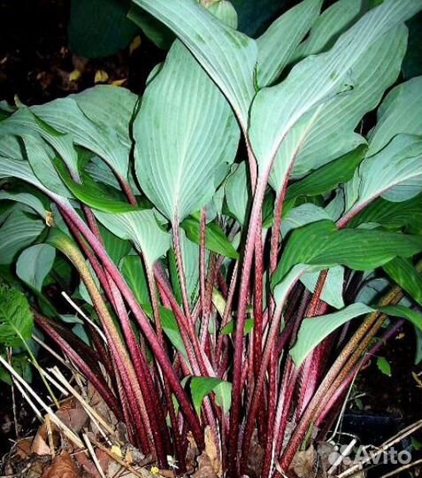 Хосты на красных ножках