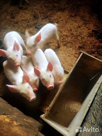 Поросенок Крупная Белая
