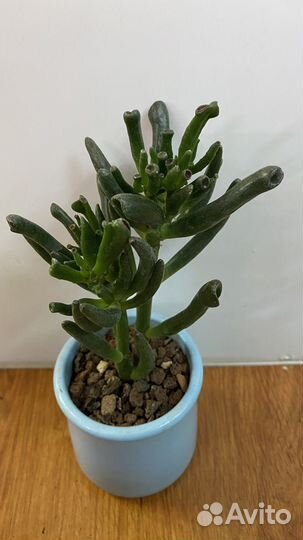 Сансивиерии и суккуленты