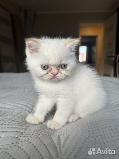 Котята экзоты