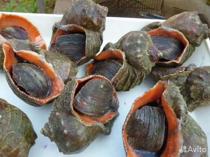 Ракушка рапан
