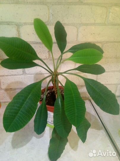 Малочай(Доставка)