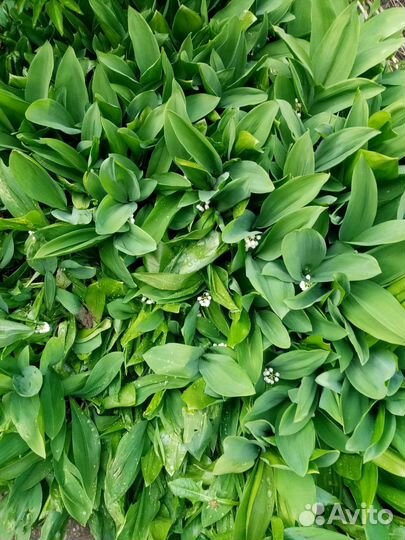 Ландыши саженцы