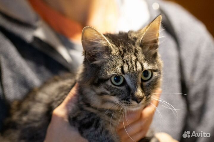 Очаровательная котодевочка Бейли ищет добрые ручки