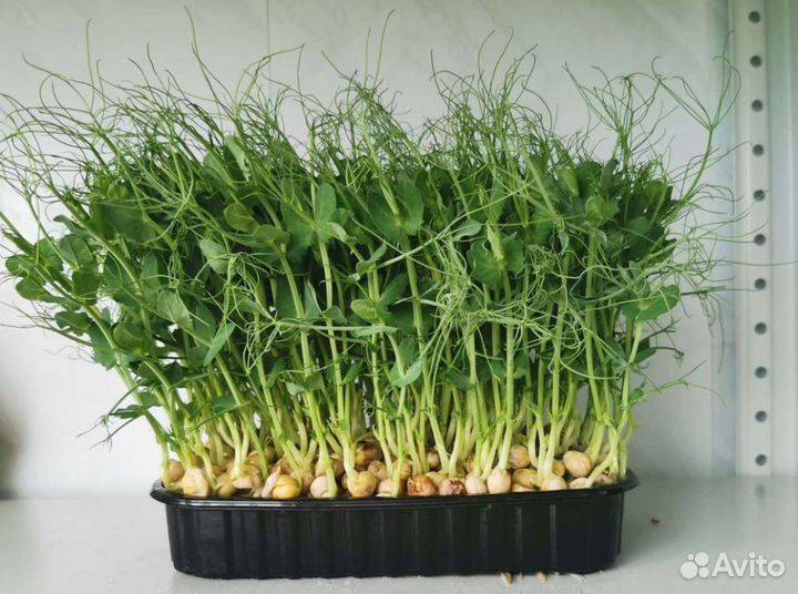 Микрозелень оптом и в розницу
