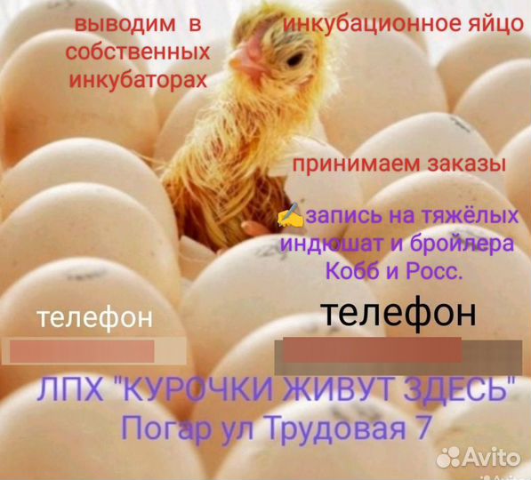 Индюшат, бройлеры