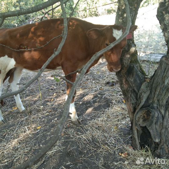 Телка 4 месяца