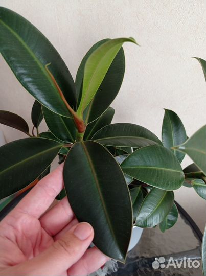 Фикус Мелани, Али