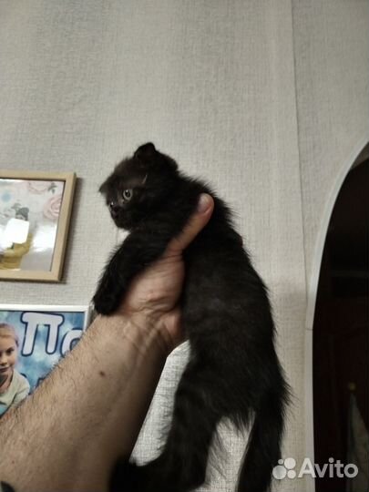 Кошка в дар