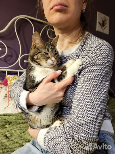Мини кошечка очень ищет дом