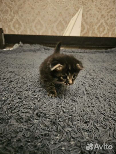 Котёнка продам 2т