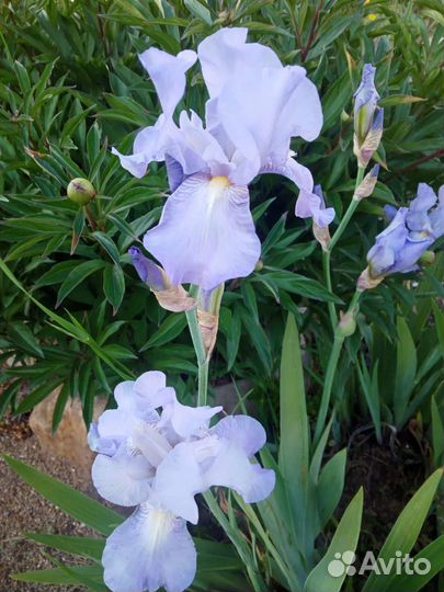 Многолетники сине-голубые