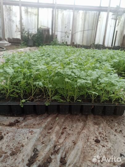 Рассада цветы матрикария