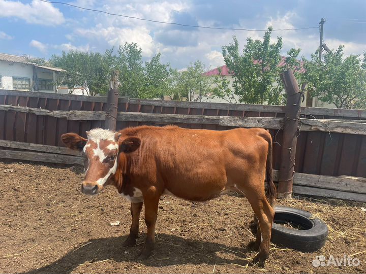 Телята телки