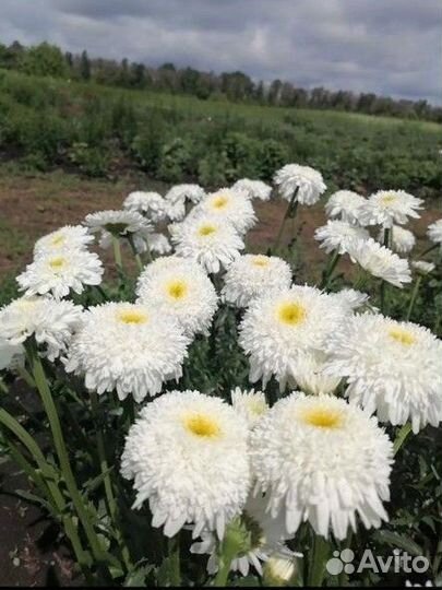 Многолетники садовые