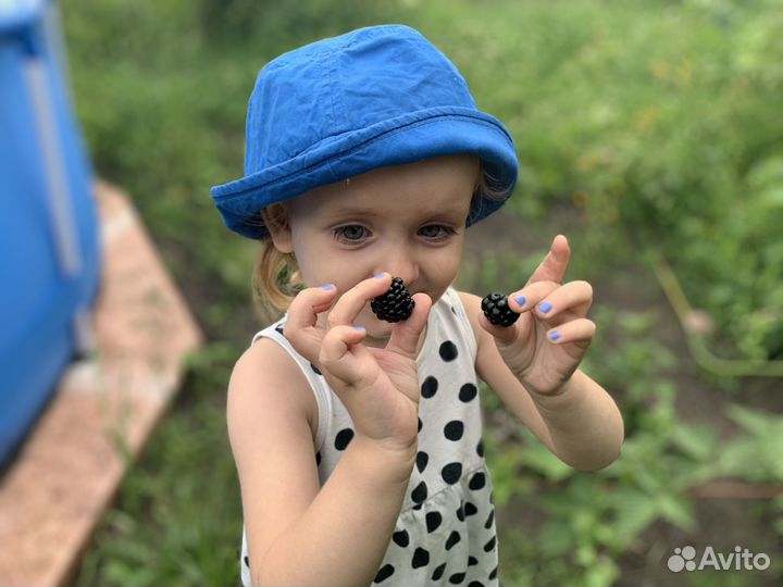 Продам саженцы ежемалины колерованной