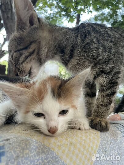 Котята ищут дом,бесплатно